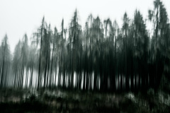 Bis bald im Wald
