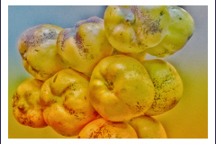 Licht-u-Farbe-3-Gelb-Quitten