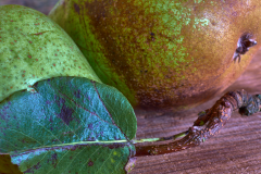 Licht-u-Farbe-7-Gruen-birne