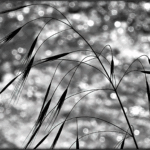 Bild von Schatten Schemen Silhouetten2024, Seite 12