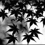 Bild von Schatten Schemen Silhouetten2024, Seite 14