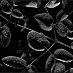 Bild von Schatten Schemen Silhouetten2024, Seite 15