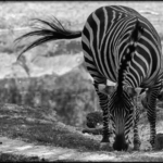 Bild von Schatten Schemen Silhouetten2024, Seite 7