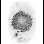 P24 xxx Sonnenblume gesetzt