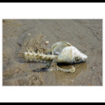 bs06 DSC07579-Vergaenglichkeit(1)