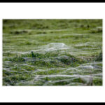 bs08 IMG_2713-Vergaenglichkeit(1)